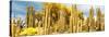 ¡Viva Mexico! Panoramic Collection - Yellow Cardon Cactus-Philippe Hugonnard-Stretched Canvas