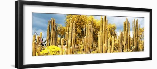 ¡Viva Mexico! Panoramic Collection - Yellow Cardon Cactus-Philippe Hugonnard-Framed Photographic Print
