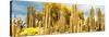 ¡Viva Mexico! Panoramic Collection - Yellow Cardon Cactus-Philippe Hugonnard-Stretched Canvas