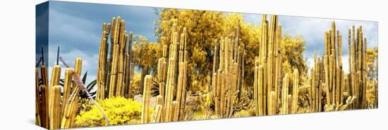 ¡Viva Mexico! Panoramic Collection - Yellow Cardon Cactus-Philippe Hugonnard-Stretched Canvas