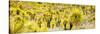 ¡Viva Mexico! Panoramic Collection - Yellow Joshua Trees-Philippe Hugonnard-Stretched Canvas