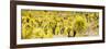 ¡Viva Mexico! Panoramic Collection - Yellow Joshua Trees-Philippe Hugonnard-Framed Photographic Print