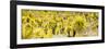 ¡Viva Mexico! Panoramic Collection - Yellow Joshua Trees-Philippe Hugonnard-Framed Photographic Print