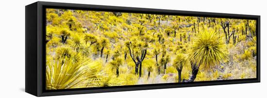 ¡Viva Mexico! Panoramic Collection - Yellow Joshua Trees-Philippe Hugonnard-Framed Stretched Canvas