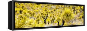 ¡Viva Mexico! Panoramic Collection - Yellow Joshua Trees-Philippe Hugonnard-Framed Stretched Canvas