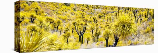 ¡Viva Mexico! Panoramic Collection - Yellow Joshua Trees-Philippe Hugonnard-Stretched Canvas