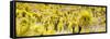 ¡Viva Mexico! Panoramic Collection - Yellow Joshua Trees-Philippe Hugonnard-Framed Stretched Canvas