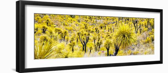 ¡Viva Mexico! Panoramic Collection - Yellow Joshua Trees-Philippe Hugonnard-Framed Photographic Print