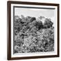 ¡Viva Mexico! Square Collection - Ancient Maya City within the Jungle - Calakmul II-Philippe Hugonnard-Framed Photographic Print