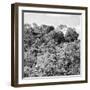 ¡Viva Mexico! Square Collection - Ancient Maya City within the Jungle - Calakmul II-Philippe Hugonnard-Framed Photographic Print