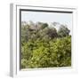 ¡Viva Mexico! Square Collection - Ancient Maya City within the Jungle - Calakmul III-Philippe Hugonnard-Framed Photographic Print