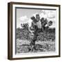 ¡Viva Mexico! Square Collection - Cactus Desert II-Philippe Hugonnard-Framed Photographic Print