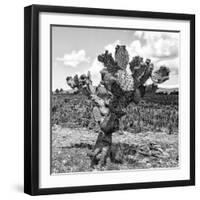 ¡Viva Mexico! Square Collection - Cactus Desert II-Philippe Hugonnard-Framed Photographic Print