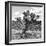 ¡Viva Mexico! Square Collection - Cactus Desert II-Philippe Hugonnard-Framed Photographic Print