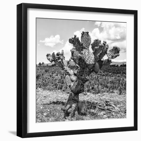 ¡Viva Mexico! Square Collection - Cactus Desert II-Philippe Hugonnard-Framed Photographic Print