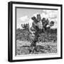 ¡Viva Mexico! Square Collection - Cactus Desert II-Philippe Hugonnard-Framed Photographic Print
