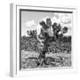 ¡Viva Mexico! Square Collection - Cactus Desert II-Philippe Hugonnard-Framed Photographic Print