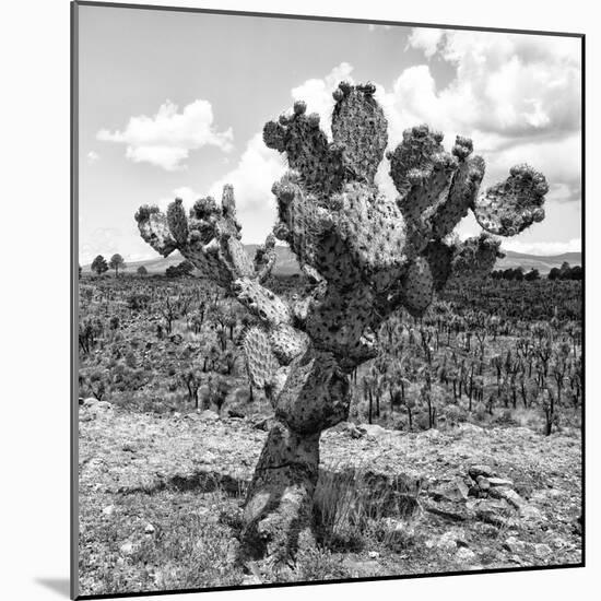¡Viva Mexico! Square Collection - Cactus Desert II-Philippe Hugonnard-Mounted Photographic Print