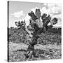 ¡Viva Mexico! Square Collection - Cactus Desert II-Philippe Hugonnard-Stretched Canvas