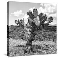 ¡Viva Mexico! Square Collection - Cactus Desert II-Philippe Hugonnard-Stretched Canvas