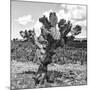 ¡Viva Mexico! Square Collection - Cactus Desert II-Philippe Hugonnard-Mounted Photographic Print