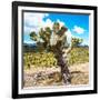 ¡Viva Mexico! Square Collection - Cactus Desert III-Philippe Hugonnard-Framed Photographic Print