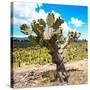 ¡Viva Mexico! Square Collection - Cactus Desert III-Philippe Hugonnard-Stretched Canvas