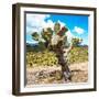 ¡Viva Mexico! Square Collection - Cactus Desert III-Philippe Hugonnard-Framed Photographic Print