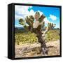 ¡Viva Mexico! Square Collection - Cactus Desert III-Philippe Hugonnard-Framed Stretched Canvas