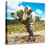 ¡Viva Mexico! Square Collection - Cactus Desert III-Philippe Hugonnard-Stretched Canvas
