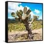 ¡Viva Mexico! Square Collection - Cactus Desert III-Philippe Hugonnard-Framed Stretched Canvas