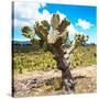 ¡Viva Mexico! Square Collection - Cactus Desert III-Philippe Hugonnard-Stretched Canvas