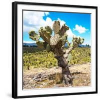 ¡Viva Mexico! Square Collection - Cactus Desert III-Philippe Hugonnard-Framed Photographic Print