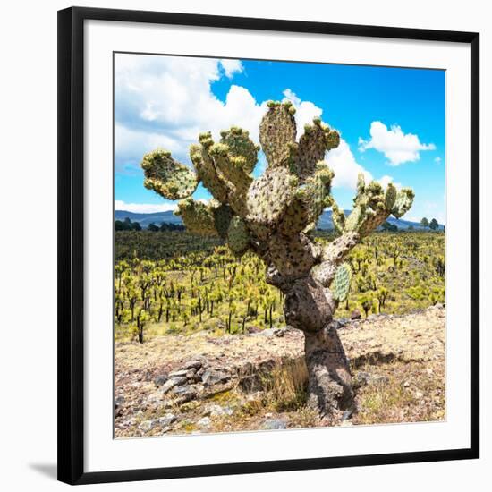 ¡Viva Mexico! Square Collection - Cactus Desert III-Philippe Hugonnard-Framed Photographic Print