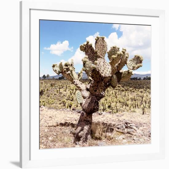 ?Viva Mexico! Square Collection - Cactus Desert IV-Philippe Hugonnard-Framed Photographic Print