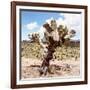 ?Viva Mexico! Square Collection - Cactus Desert IV-Philippe Hugonnard-Framed Photographic Print