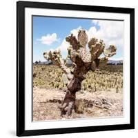 ?Viva Mexico! Square Collection - Cactus Desert IV-Philippe Hugonnard-Framed Photographic Print