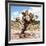 ?Viva Mexico! Square Collection - Cactus Desert IV-Philippe Hugonnard-Framed Photographic Print