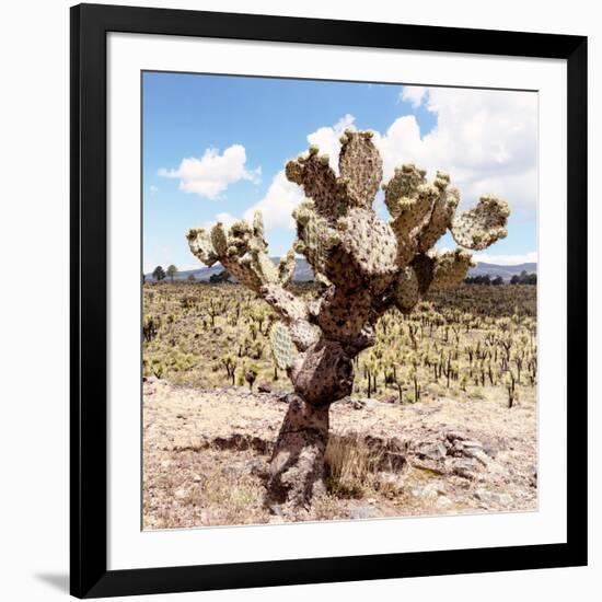 ?Viva Mexico! Square Collection - Cactus Desert IV-Philippe Hugonnard-Framed Photographic Print