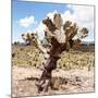 ?Viva Mexico! Square Collection - Cactus Desert IV-Philippe Hugonnard-Mounted Photographic Print