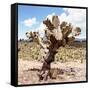 ?Viva Mexico! Square Collection - Cactus Desert IV-Philippe Hugonnard-Framed Stretched Canvas