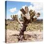 ?Viva Mexico! Square Collection - Cactus Desert IV-Philippe Hugonnard-Stretched Canvas