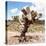 ?Viva Mexico! Square Collection - Cactus Desert IV-Philippe Hugonnard-Stretched Canvas