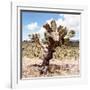 ?Viva Mexico! Square Collection - Cactus Desert IV-Philippe Hugonnard-Framed Photographic Print