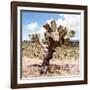 ?Viva Mexico! Square Collection - Cactus Desert IV-Philippe Hugonnard-Framed Photographic Print