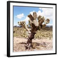 ?Viva Mexico! Square Collection - Cactus Desert IV-Philippe Hugonnard-Framed Photographic Print