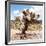 ?Viva Mexico! Square Collection - Cactus Desert IV-Philippe Hugonnard-Framed Photographic Print