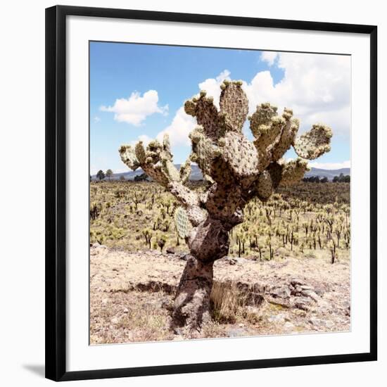 ?Viva Mexico! Square Collection - Cactus Desert IV-Philippe Hugonnard-Framed Photographic Print