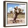 ?Viva Mexico! Square Collection - Cactus Desert IV-Philippe Hugonnard-Framed Photographic Print