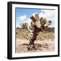 ?Viva Mexico! Square Collection - Cactus Desert IV-Philippe Hugonnard-Framed Photographic Print